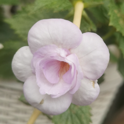 耐热耐阴重瓣长筒花碧安卡