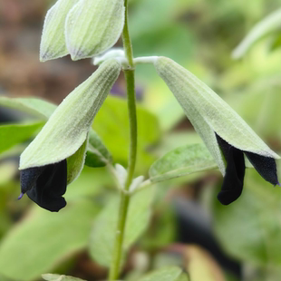银叶黑花鼠尾草 耐寒热宜盆栽地栽窗台阳台花好养喜阳花 满38包邮
