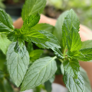 胡椒薄荷苗 清香食用薄荷香草类西餐调酒泡茶驱蚊小苗 可盆栽地栽