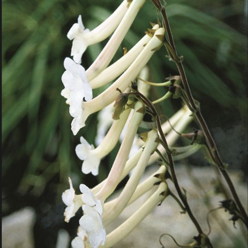 白花断崖女王喜阳耐阴柑橘清香