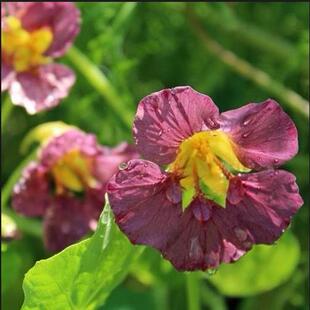 新品旱金莲小苗 紫色帝王purple emperor 可垂吊阳台盆栽旱荷花苗