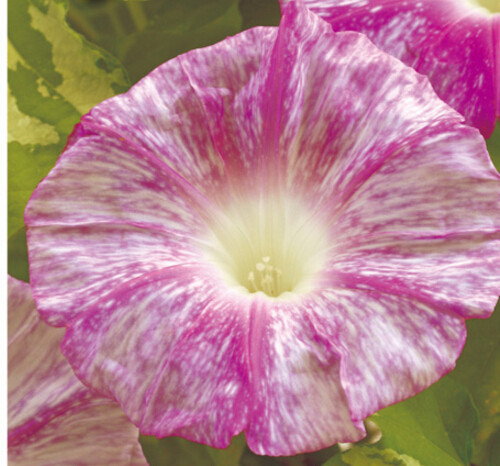 耐热日系大花朝颜 花吹雪 喇叭花爬藤牵牛花可盆栽花卉满58包邮