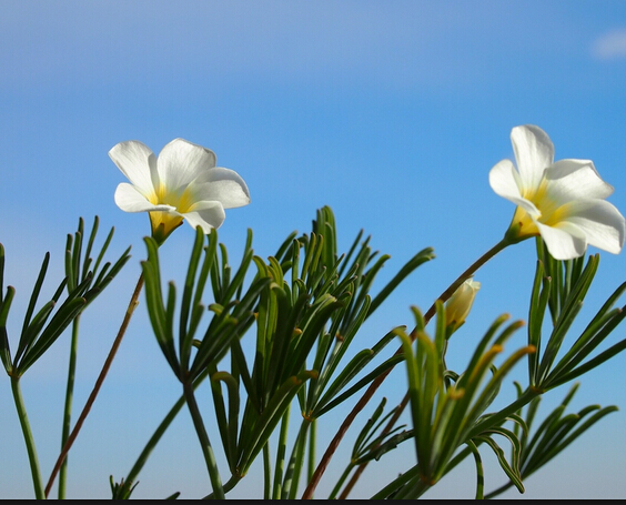 美叶美花秋植 白花伞骨酢浆草Oxalis cathara white 宜盆栽38包邮