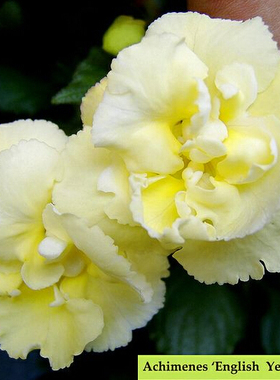 耐热耐阴 重瓣长筒花黄色英国玫瑰Yellow english rose宜阳台盆栽
