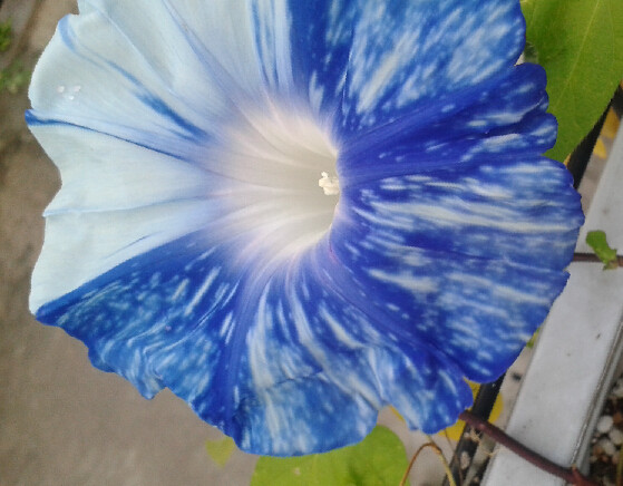 耐热日系大花朝颜*加茂河之川流 喇叭花爬藤牵牛花可盆栽满38包邮