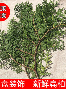 圣诞树新鲜侧柏枝蛋糕甜品装饰 烤肉摆盘 西冷点缀装饰现摘侧柏叶