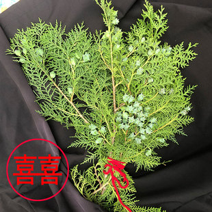 结婚出嫁用 新鲜带果松柏枝叶 节日搬家装饰高级侧柏叶陪嫁用习俗