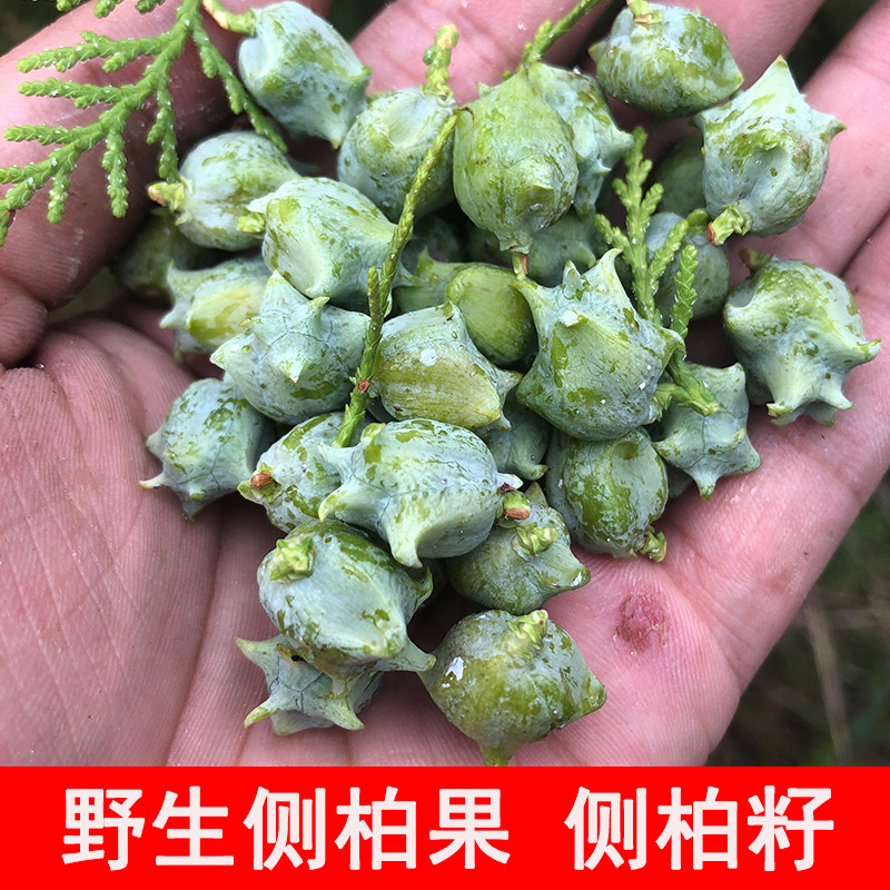 新鲜侧柏果 现摘侧柏松壳 线香材料 熏香柏子制香助眠填枕头