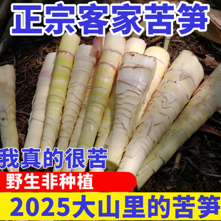 客家苦笋新鲜现挖现发5斤包邮广东江西福建苦竹笋时令野菜春雷笋