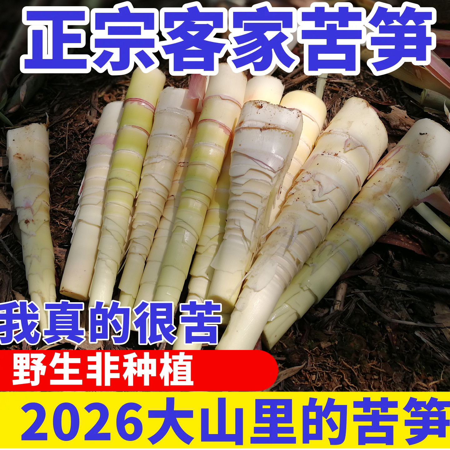 客家苦笋新鲜现挖现发5斤包邮广东江西福建苦竹笋时令野菜春雷笋