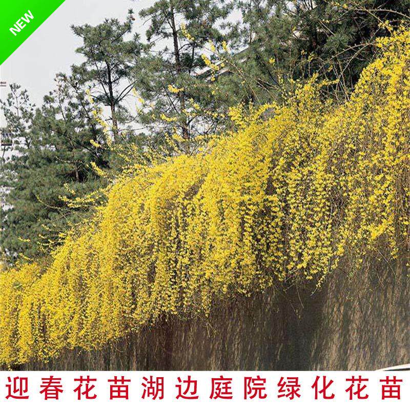 小区绿化迎春庭院花卉春季