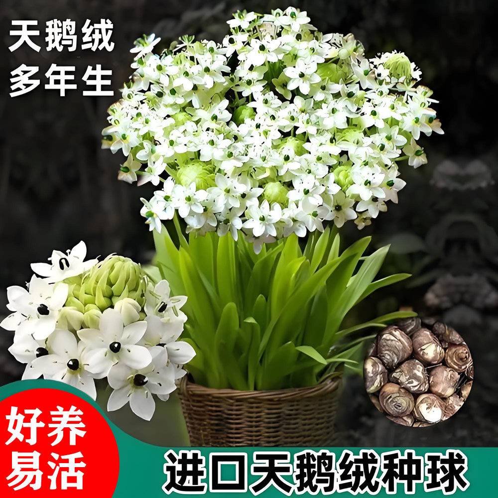 夏季天鹅绒易活花卉开花浓香图片