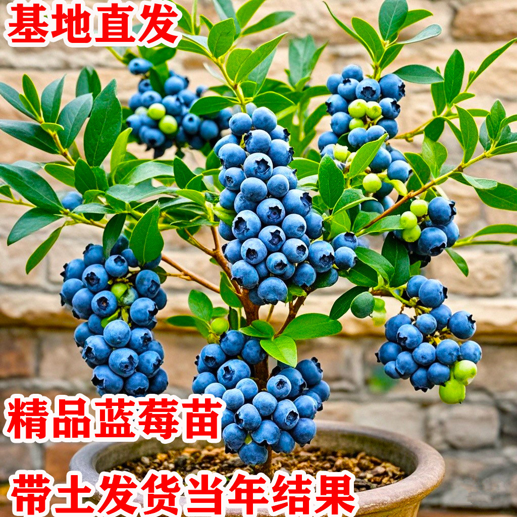 蓝莓树果苗盆栽地栽南北方种植F6兔眼蓝莓当年结果树苗带土发货