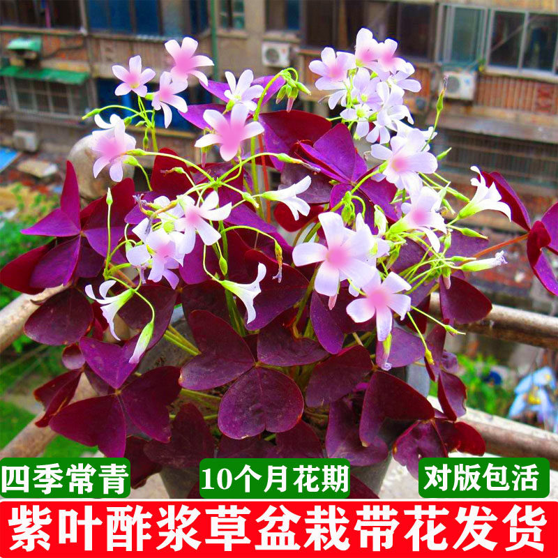 紫叶酢浆草带花盆栽花苗紫蝴蝶三叶草多年生耐寒四季常青开花