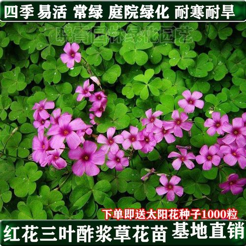 多年生酢浆草常绿四季栽种