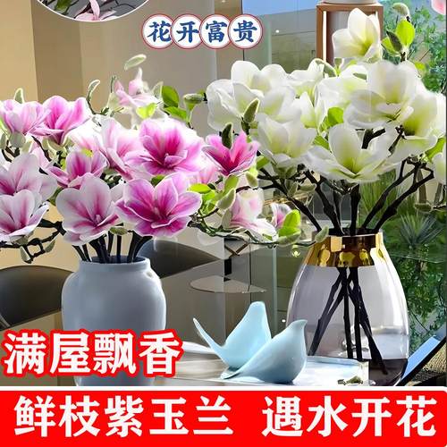 紫玉兰鲜花枝条遇水开花