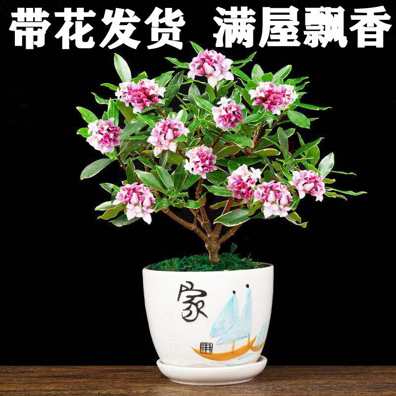 金边瑞香木本植物室内四季栽种