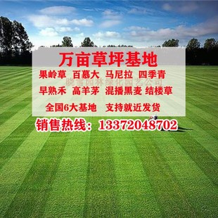 基地直销绿化草坪真草皮矮生百慕大四季青果岭草冷暖季型地毯草坪