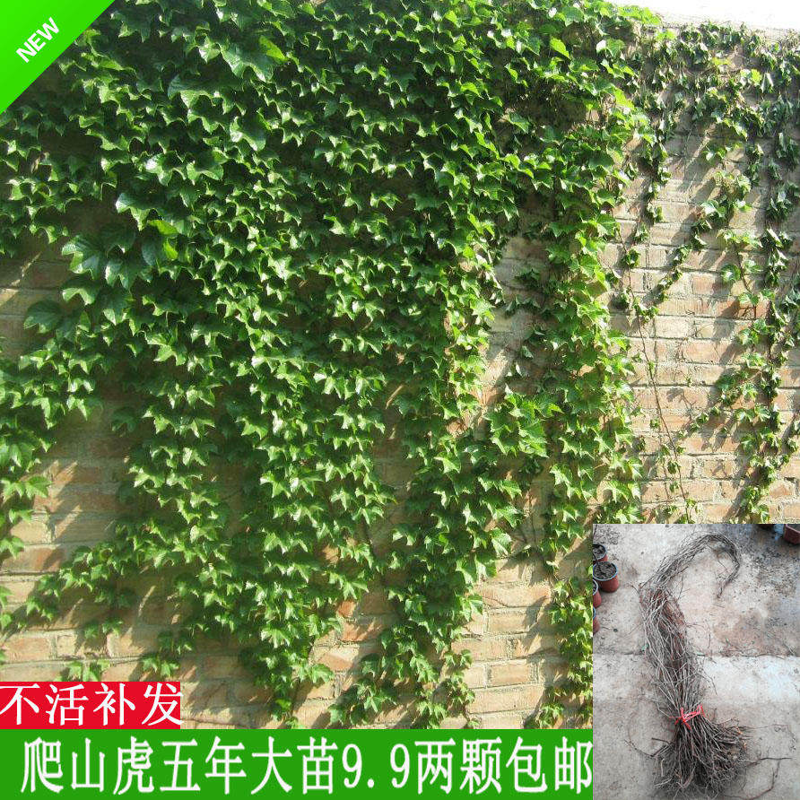 爬山虎苗五叶地锦 爬藤植物 庭院走廊房屋遮阴绿化 四季长青植物