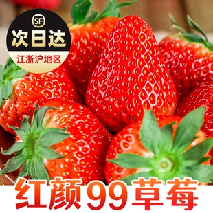 包邮 99草莓5斤新鲜水果当季 整箱 黑金礼盒孕妇奶油特大果红颜草莓