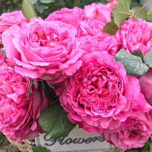 仙王座 月季花苗 阳台大花微月四季浓香玫瑰花盆栽绿植直立勤花