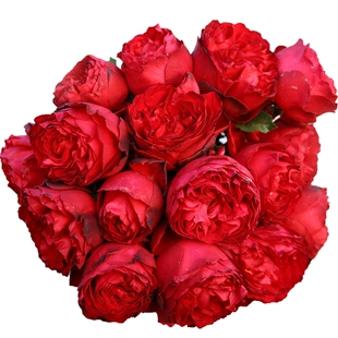 茶花女红色月季强香