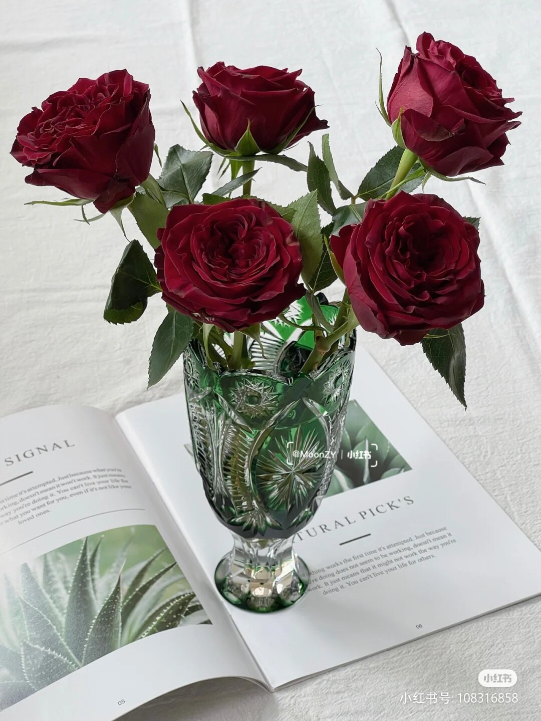 阿黑 新品切花月季