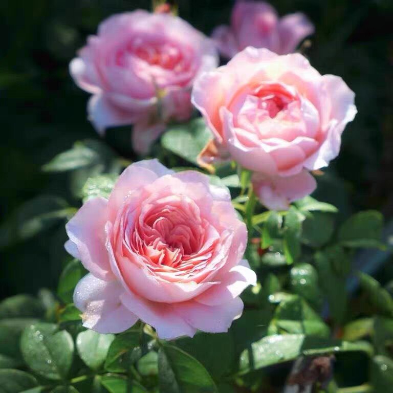 安索菲比克月季苗浓香大花耐热勤花丰花抗病粉色多头阳台庭院盆栽