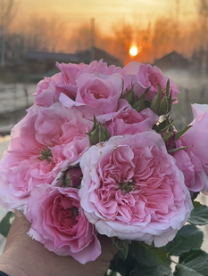 花苗浓香 英国奥斯汀月季 米莉森特 millicent2025超新品