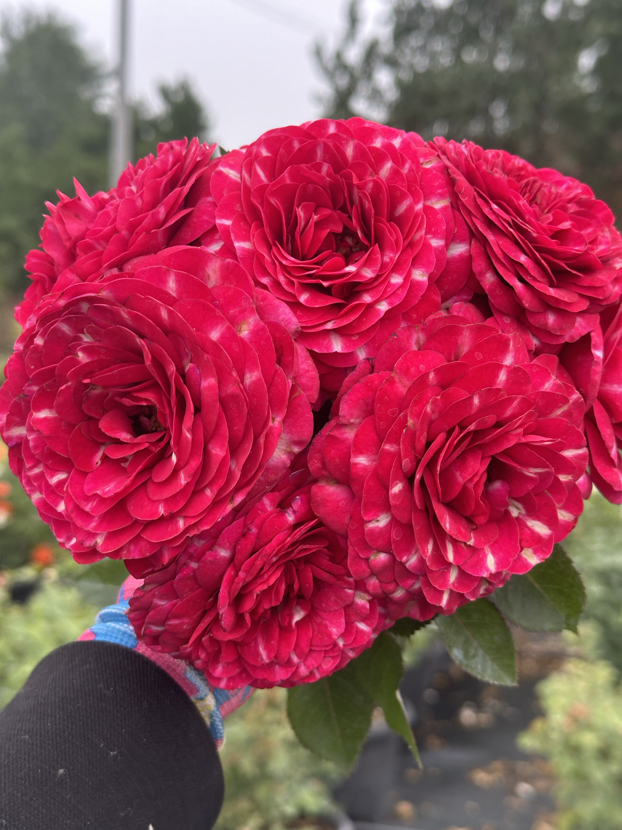 迎春 新品进口月季花苗阳台庭院月季/蔷薇/玫瑰