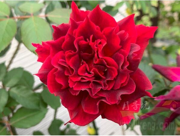 阿尔辛娜/阿尔琪娜alcina灌木大花月季 庭院地栽盆栽