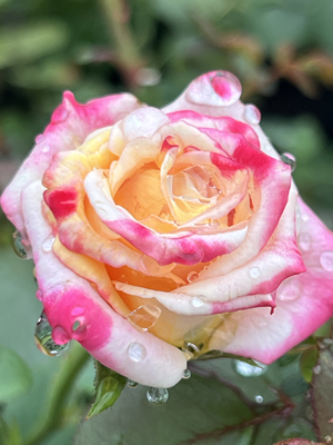 切花玫瑰 烟霞月季扦插小苗