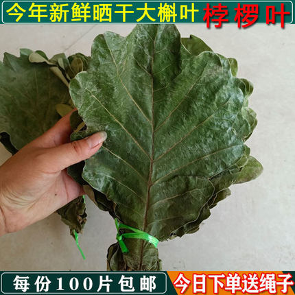 新鲜槲叶干粽叶柞树叶家用批发现摘晾干伯乐桲椤叶饼玻璃叶100片