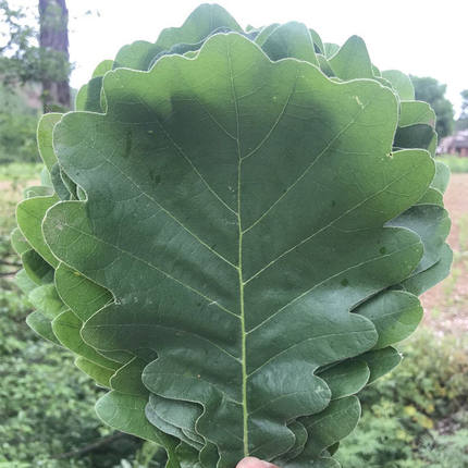 新鲜粽叶柞树叶现摘粽叶菠萝叶槲叶桲椤叶家用晒干伯乐叶饼100片