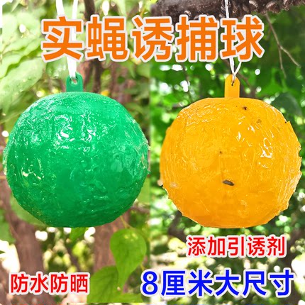 果树粘虫球诱蝇球柑橘大实蝇诱捕球小食蝇诱球沾虫球瓜实蝇果蝇球