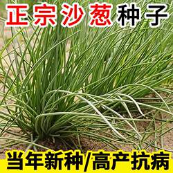 内蒙古沙葱种子耐旱沙漠胡葱种子耐寒耐热四季韭葱种籽农家蔬菜籽