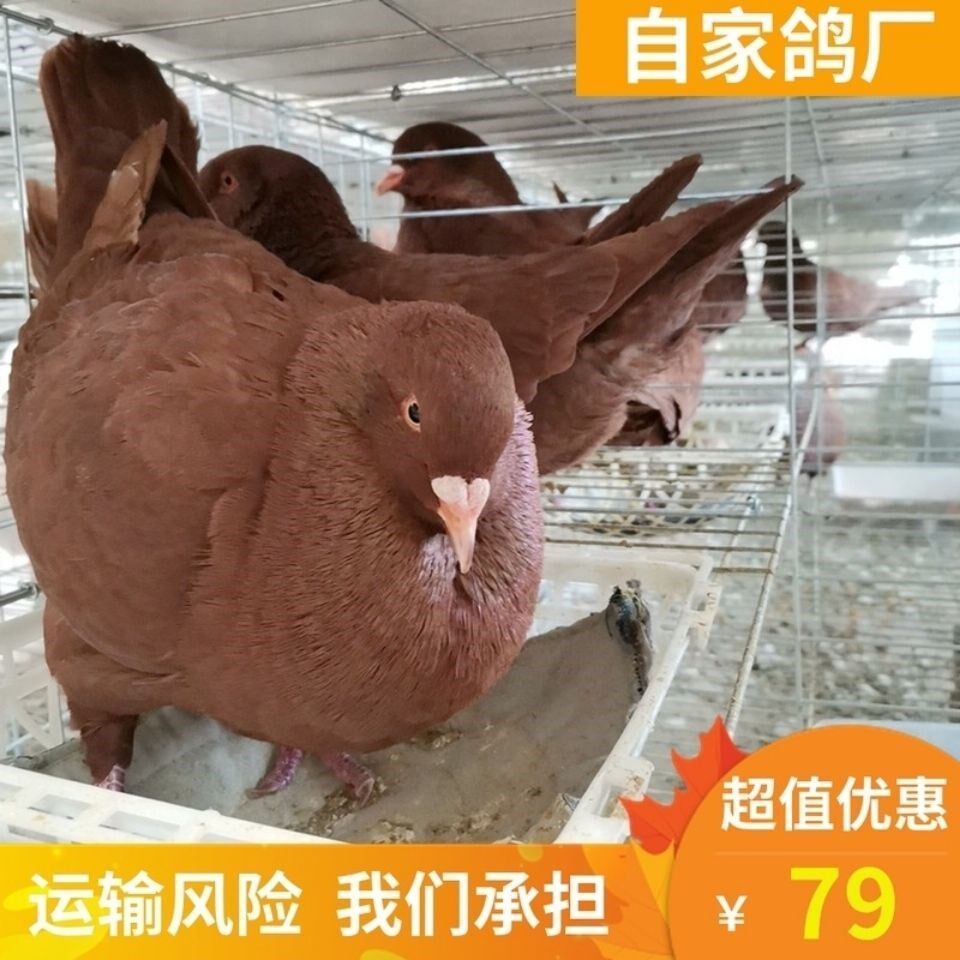 鸽子活体一对 红卡奴青年鸽鸽下蛋鸽鸽乳鸽白羽王瓦灰元宝鸽