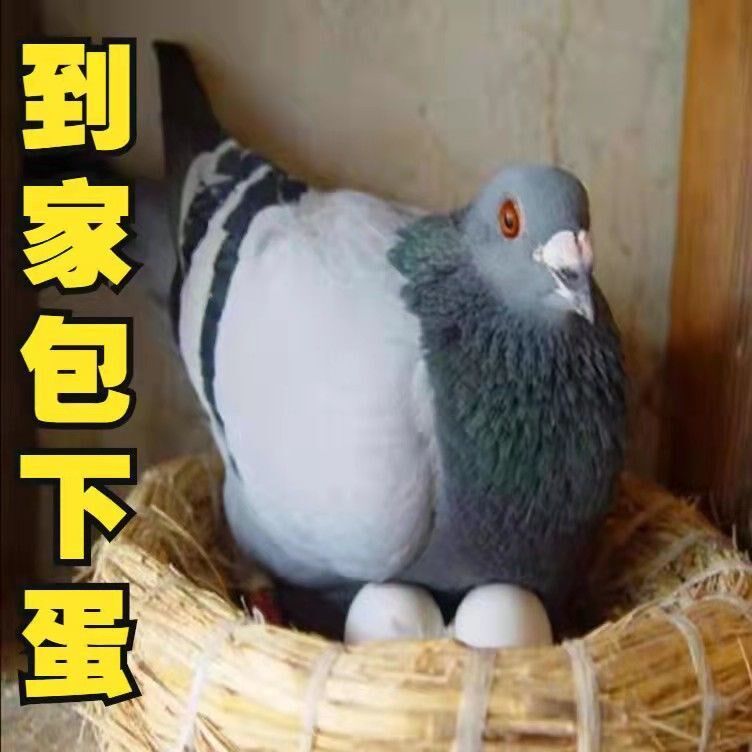 元宝鸽纯鸽子活物一对正宗特大型元宝鸽观赏鸽肉鸽信鸽活体鸽子