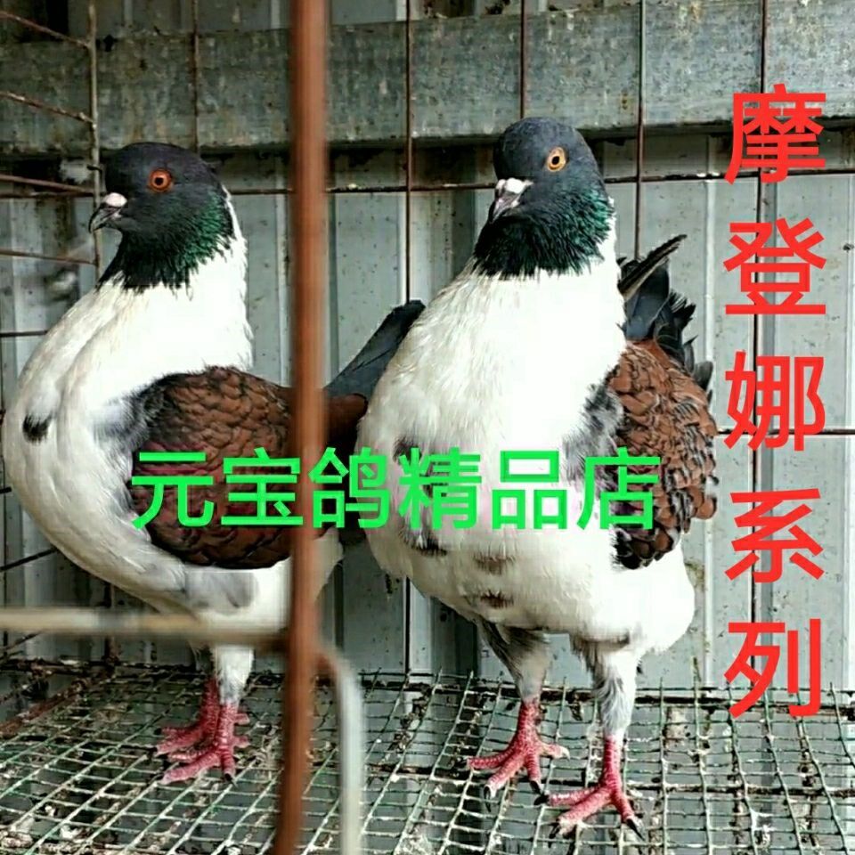 活体摩登娜元宝鸽观赏鸽淑女青年鸽 健康漂亮 包活到家【12月25日