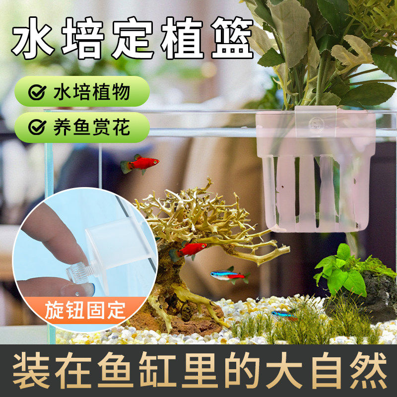 水培定植篮镂空壁挂式透明水培篮加厚绿植鱼缸家用定植篮养护