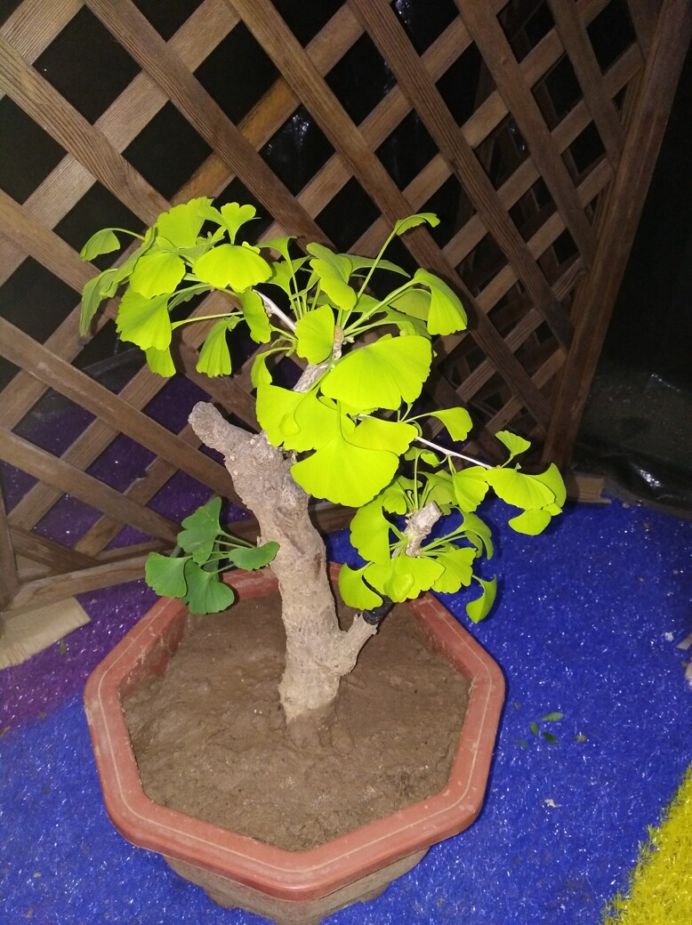 银杏金叶银杏白果银杏老桩小老桩盆栽阳台庭院系列