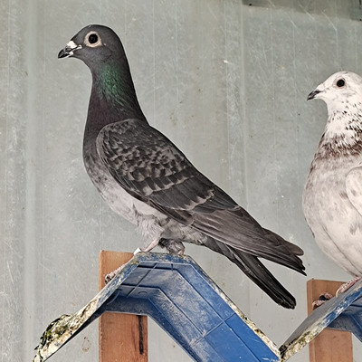 鸽子小鸽子一对吴淞信鸽幼鸽青年鸽赛鸽成绩鸽原配白鸽子种鸽活体