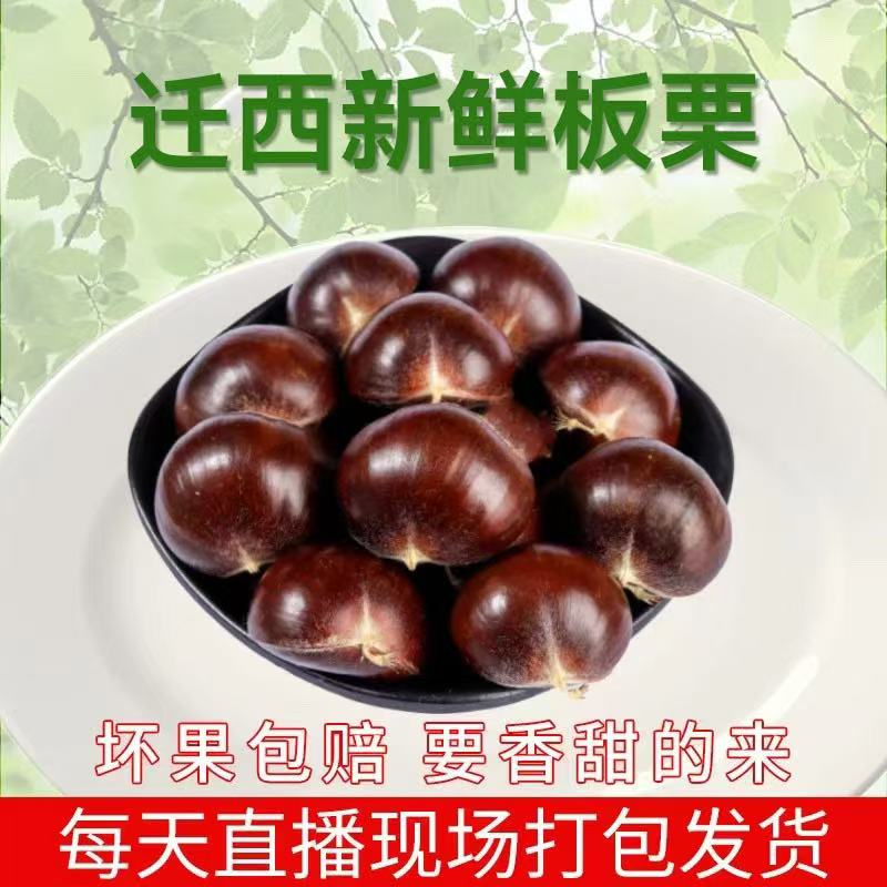 迁西板栗 鲜板栗 2025年生 鲜板栗 甘栗河北特产 板栗