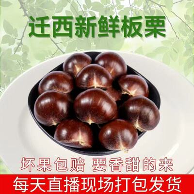 迁西板栗 鲜板栗 2025年生 鲜板栗 甘栗河北特产 板栗