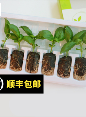 意大利甜罗勒叶苗水培盆栽可食用迷迭香百里香紫苏香草九层塔香料