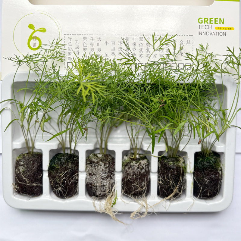 莳萝室内消食趣味幼苗