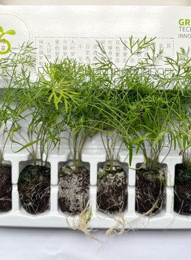 莳萝(Dill)可食用西餐佐料矮生幼苗盆栽水培趣味植物香料