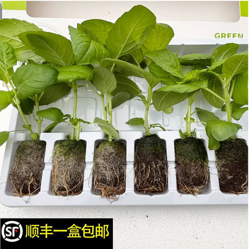 正版泰国圣罗勒打拋叶HolyBasil