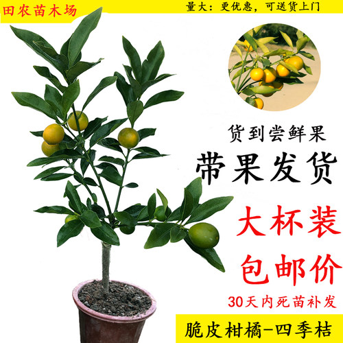 金柑树素材模板 金柑树图片下载 小麦优选 金柑树素材模板 金柑树图片下载 小麦优选