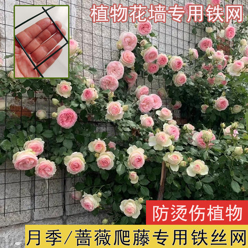 月季爬藤专用铁丝网植物上墙网格